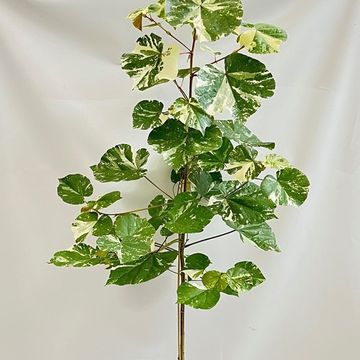 Hibiscus tilliaceus 'Variegata'