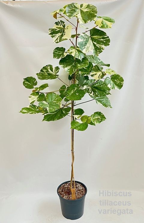 Hibiscus tilliaceus 'Variegata'