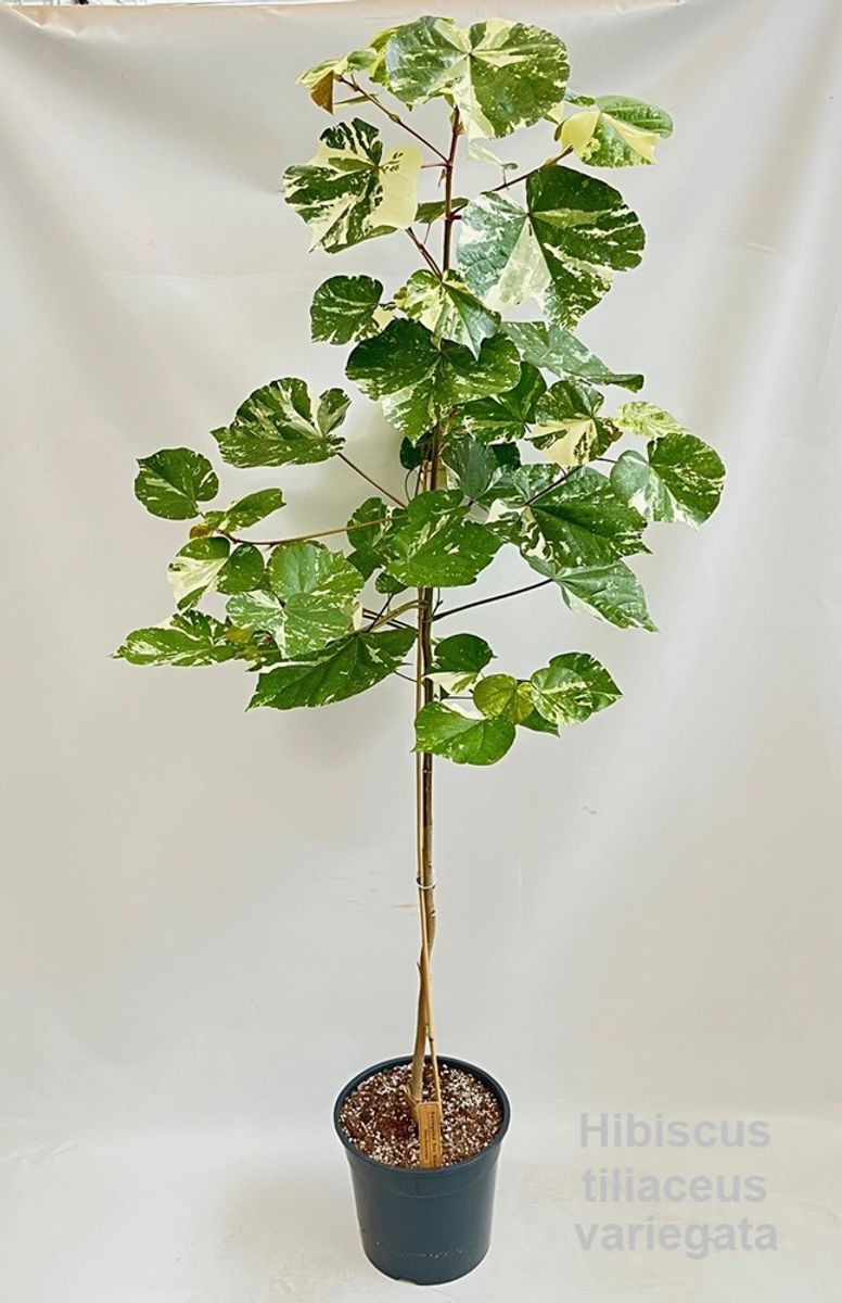Hibiscus tilliaceus 'Variegata'  Plant Wholesale FlorAccess