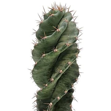 Cereus forbesii 'Spiralis'