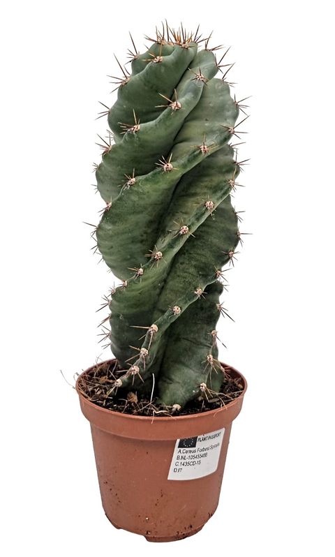 Cereus forbesii 'Spiralis'