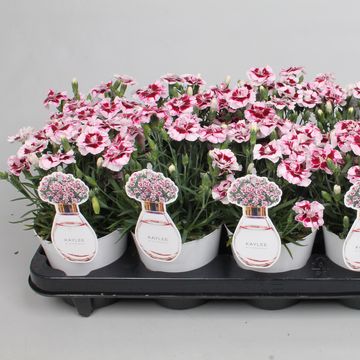 Dianthus SUNFLOR KAYLEE