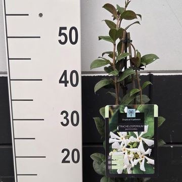Trachelospermum jasminoides