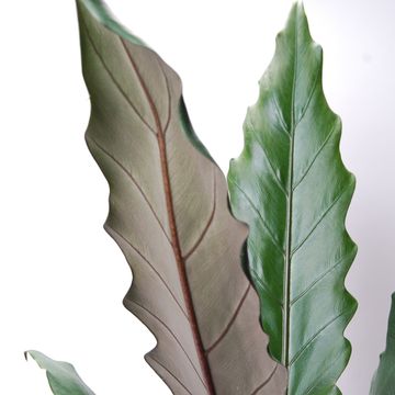 Alocasia lauterbachiana