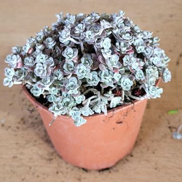Sedum spathulifolium