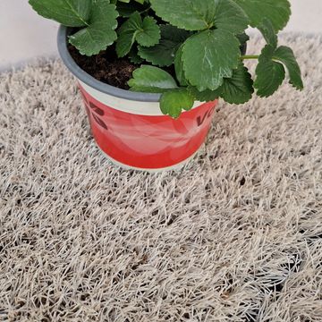 Fragaria x ananassa 'Toscana'