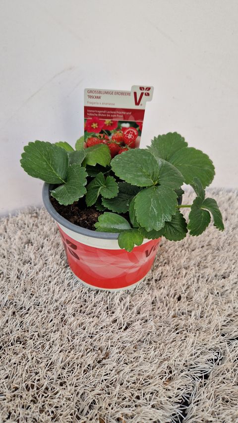 Fragaria x ananassa 'Toscana'