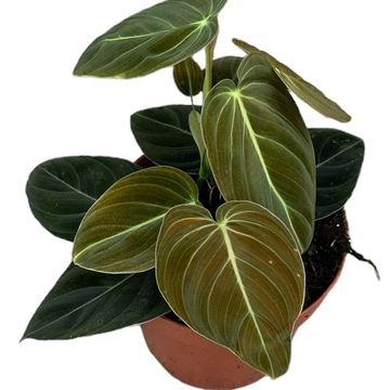 Philodendron melanochrysum