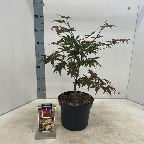 Acer palmatum 'Ôsakazuki'