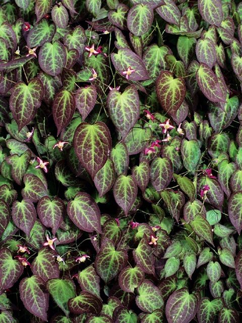 Epimedium x rubrum