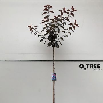 Prunus serrulata 'Royal Burgundy'