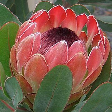 Protea 'Sylvia'