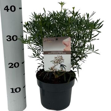 Choisya WHITE DAZZLER