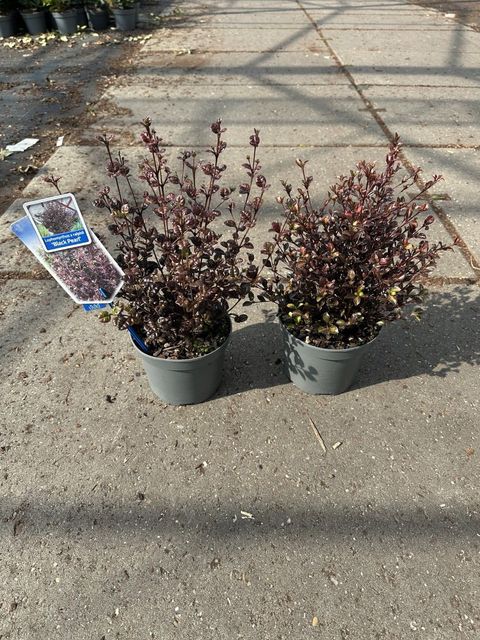 Lophomyrtus x ralphii MIX