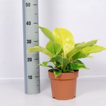 Philodendron 'Moonlight'