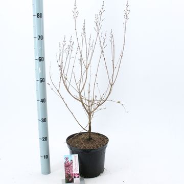 Syringa BLOOMERANG PINK PERFUME