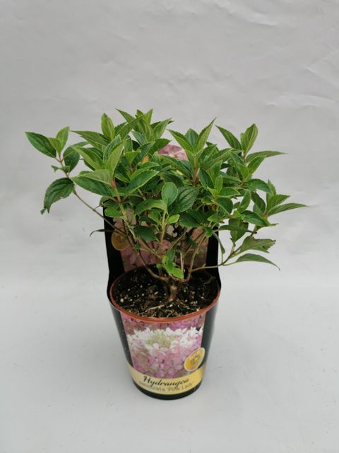 Hydrangea paniculata 'Pink Lady'