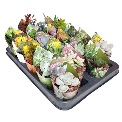 Succulente MIX