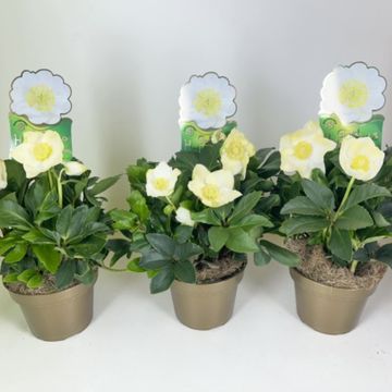 Helleborus niger HGC JASPER