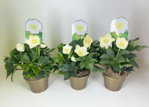 Helleborus niger HGC JASPER