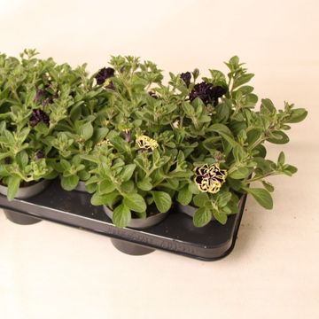 Petunia MYSTICAL MIDNIGHT GOLD