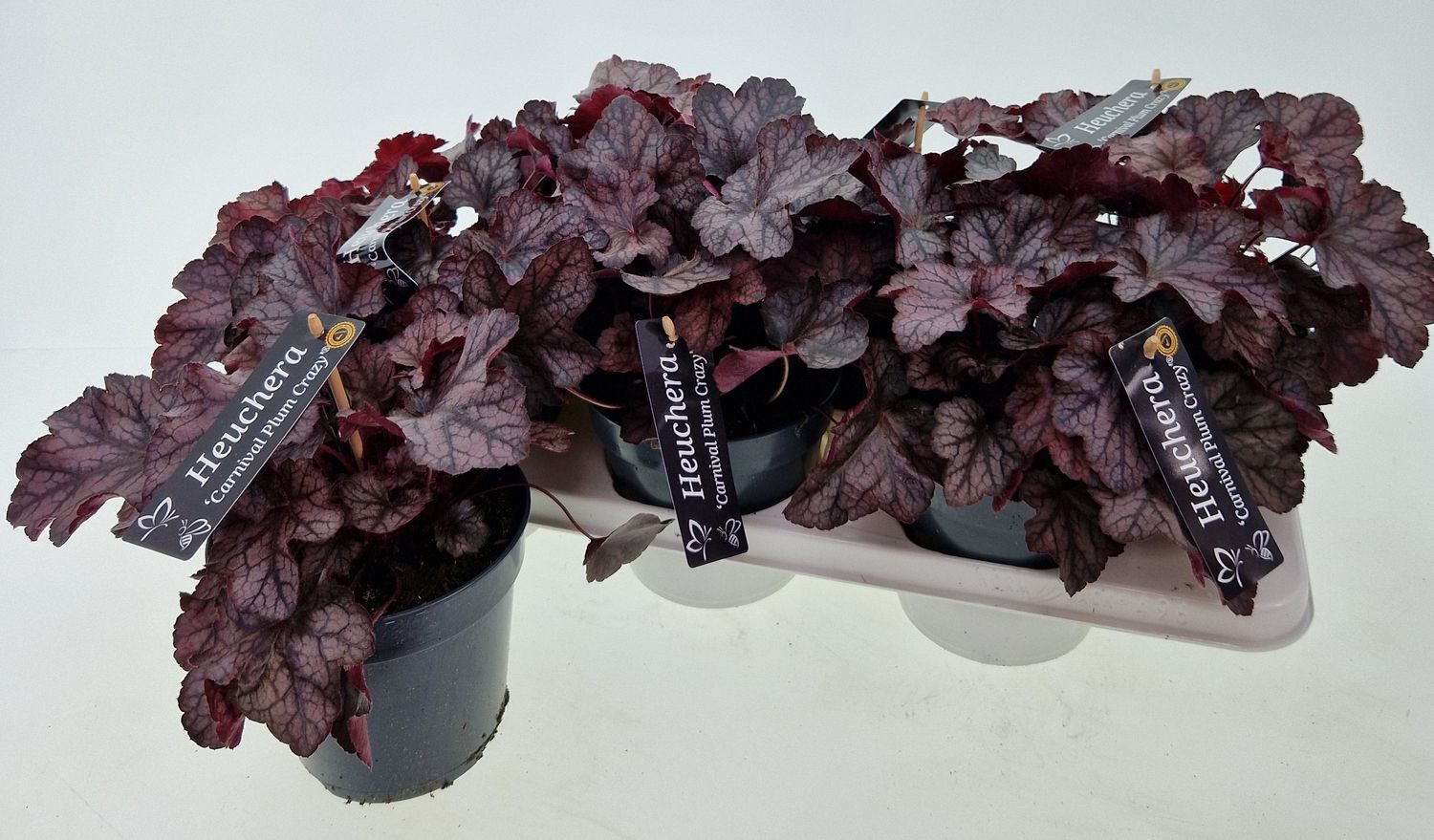 Heuchera 'Carnival Plum Crazy' — Plant Wholesale FlorAccess