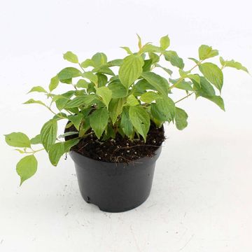 Cornus sanguinea 'Anny's Winter Orange'