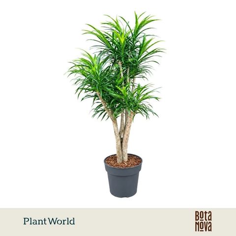 Dracaena reflexa 'Anita'
