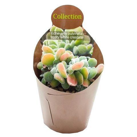 Echeveria pulvinata 'Frosty Cristata'