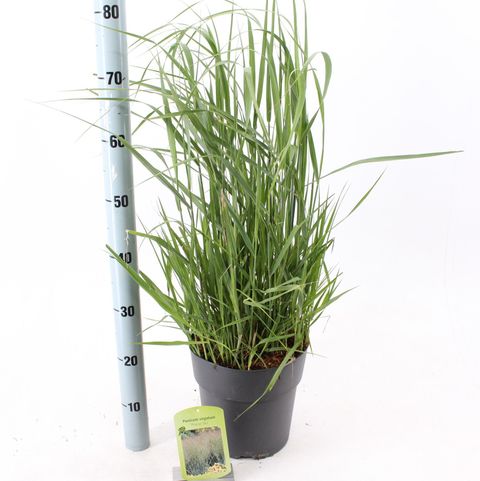 Panicum virgatum 'Prairie Sky'