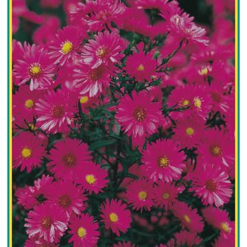 Aster MIX