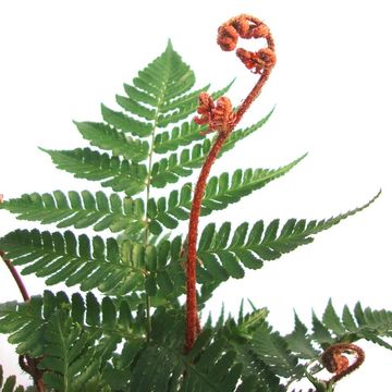 Dryopteris erythrosora 'Brilliance'