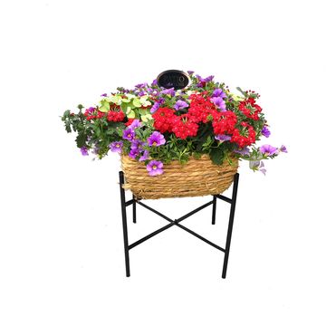 Plantes vivaces MIX IN POT