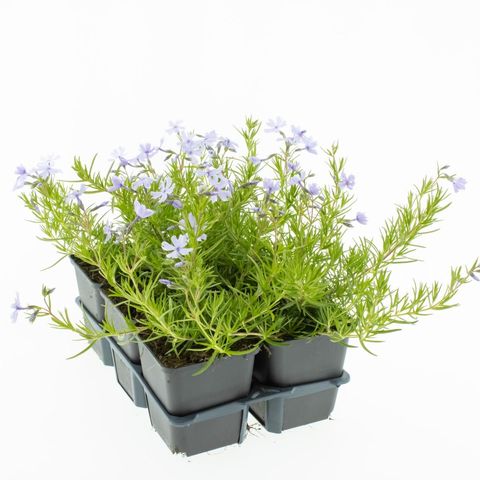 Phlox 'Emerald Cushion Blue'