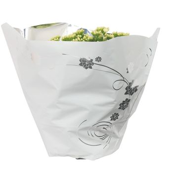 Kalanchoe blossfeldiana PERFECTA WHITE