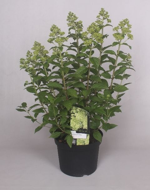 Hydrangea paniculata 'Limelight'