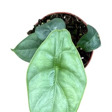 Alocasia puncakborneensis
