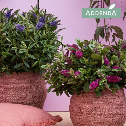 Hebe ADDENDA MIX