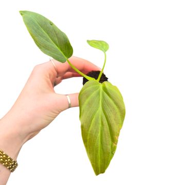 Filodendron corsinianum