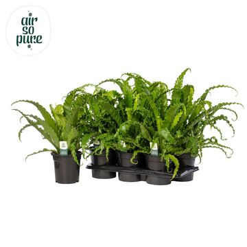 Asplenium antiquum 'Osaka'