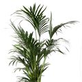 Howea forsteriana