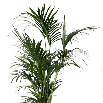 Howea forsteriana