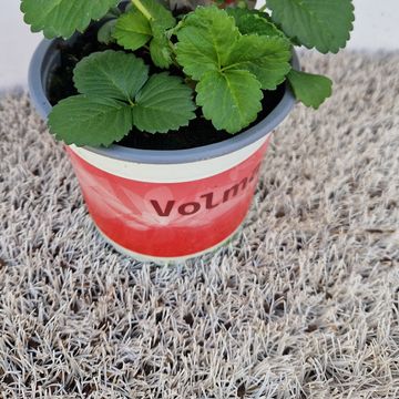 Fragaria x ananassa 'Summer Breeze Rose'