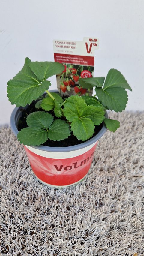 Fragaria x ananassa 'Summer Breeze Rose'