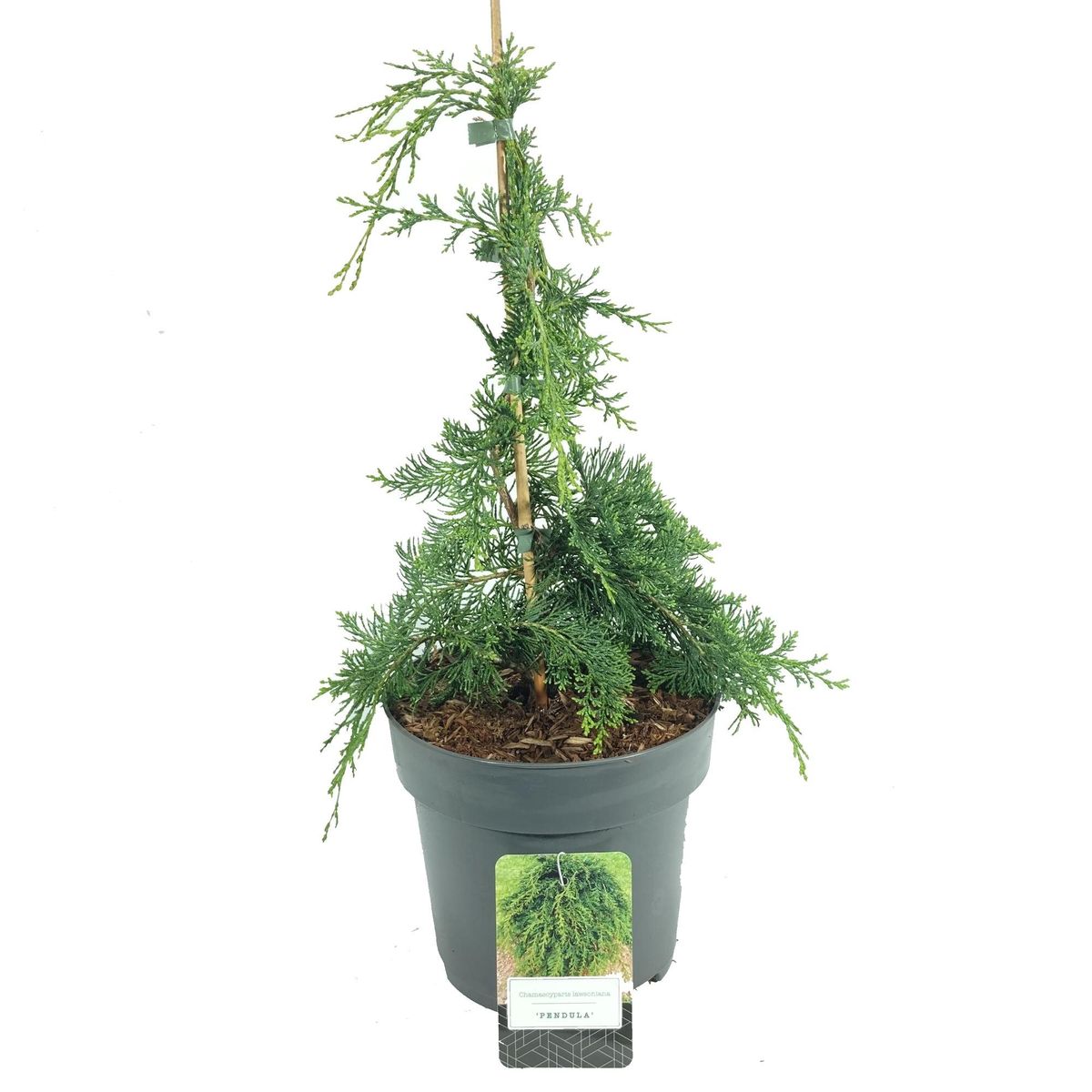 Chamaecyparis lawsoniana 'Pendula' — Plant Wholesale FlorAccess