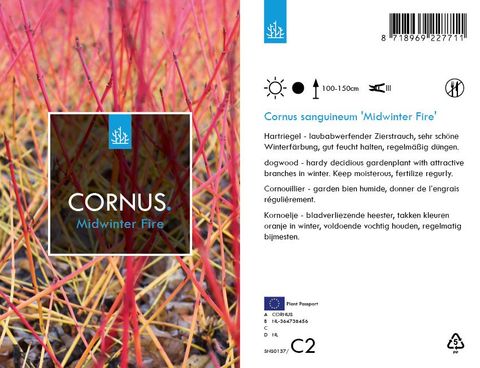 Cornus sanguinea 'Midwinter Fire'