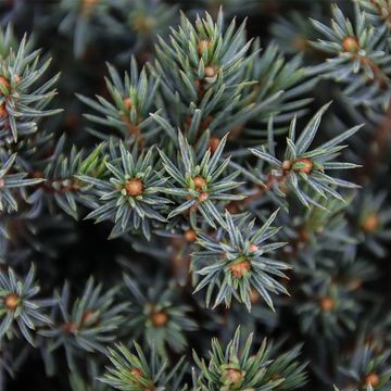 Picea glauca 'Echiniformis'