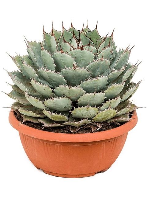 Agave potatorum