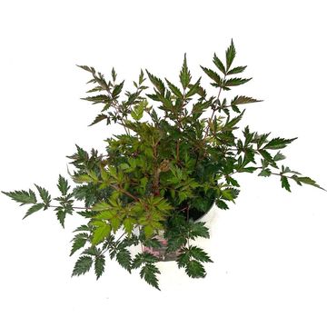 Astilbe 'Hennie Graafland'