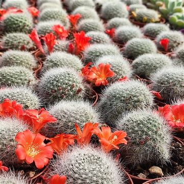 Rebutia minuscula